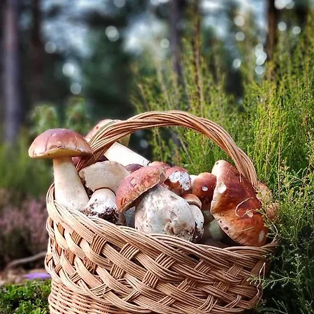 Дом отдыха El Chorron *