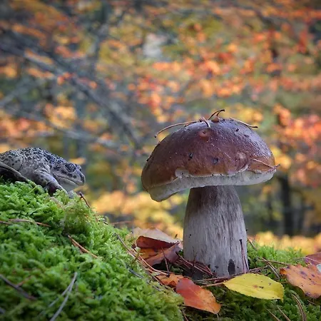 El Chorron Дом отдыха