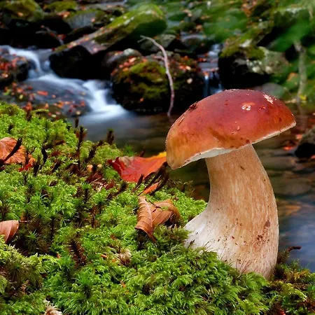 El Chorron Дом отдыха *